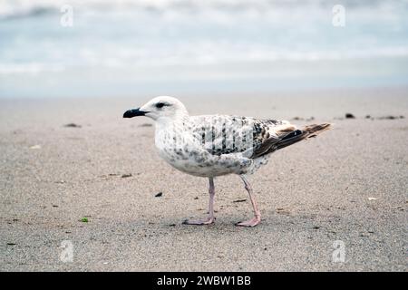 Seevögel am Ufer des Schwarzen Meeres: Eine junge Möwe, die am Sandstrand der Schwarzmeerküste schlendert. Nahaufnahme. Stockfoto