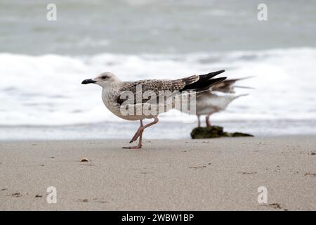 Seevögel am Ufer des Schwarzen Meeres: Eine junge Möwe, die am Sandstrand der Schwarzmeerküste schlendert. Nahaufnahme. Stockfoto