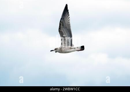 Seevögel über dem Ufer des Schwarzen Meeres: Das Profil einer europäischen Heringsmöwe, eines jungen Vogels im Flug an einem blauen, hellen Sommerhimmel. Stockfoto