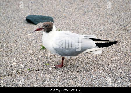 Seevögel am Ufer des Schwarzen Meeres: Eine Möwe mit braunem Kopf, rotem Schnabel und Beinen, die am Sandstrand des Schwarzen Meeres stehen; Nahaufnahme. Stockfoto