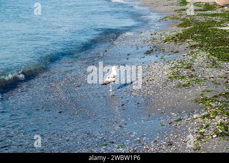 Seevögel am Ufer des Schwarzen Meeres: Eine junge Möwe, die am Sandstrand der Schwarzmeerküste schlendert. Nahaufnahme. Stockfoto