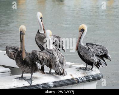 Vier Eastern Brown Pelicans, Pelecanus occidentalis, stehen auf einem Fischerboot in der Galveston Bay, Texas, während sie sich aufmachen. Stockfoto