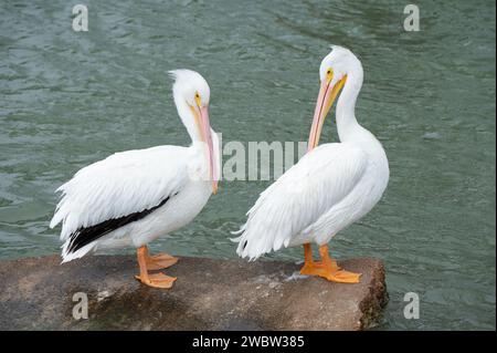 Zwei amerikanische weiße Pelicaner, Pelecanus erythrorhynchos, auf einem Felsen in Galveston Bay, Texas. Stockfoto