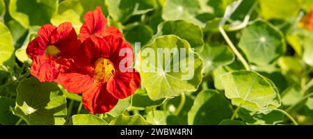 Nahaufnahme frischer roter Nasturtium (Tropaeolum) blühender Blüten zwischen Blättern im Gemüsegarten Stockfoto