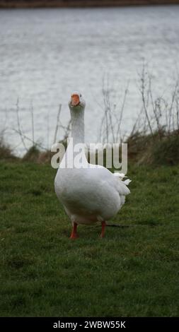 Lustige Gänse, die auf Gras knabbern - Peel, Linlithgow Loch Stockfoto