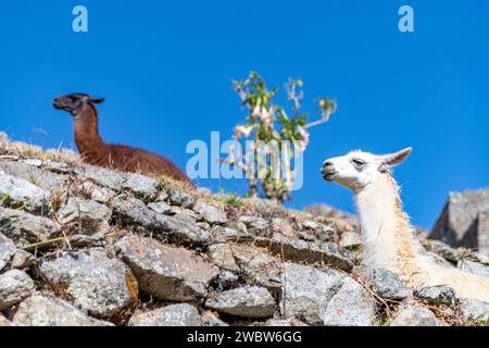 Zwei Lamas auf einer Terrasse in den Ruinen der Machu Picchu Zitadelle im Heiligen Tal in Peru Stockfoto