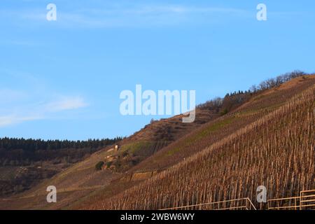 Kühne Weinberge in der Abendsonne Stockfoto