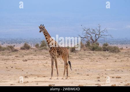 Eine herrliche Giraffe steht anmutig in einer weiten Wüstenlandschaft, umgeben von sanften Hügeln und einem einsamen Baum auf der rechten Seite Stockfoto