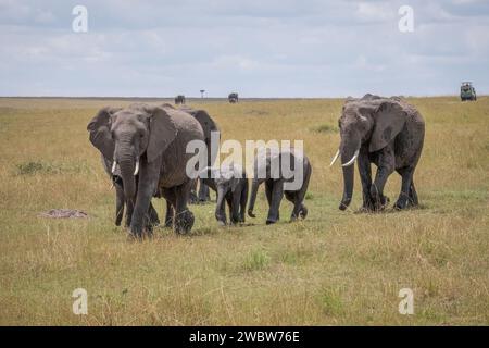 Eine Gruppe majestätischer Elefanten, die sich anmutig auf Kenias Safari bewegen, wo majestätische afrikanische Tiere frei in ihrem natürlichen Lebensraum herumstreifen Stockfoto