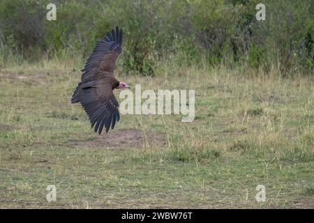 Ein majestätischer Vogel, der durch den Himmel schwingt und seine herrlichen Flügel in voller Ausdehnung auf Kenias Safari zeigt Stockfoto