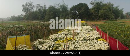 Panorama-Feld mit aufblühenden Chrysanthemen, Chandramalika, Chandramallika, Müttern, Chrysanthen, Gattung Chrysanthemum, Familie Asteraceae. Wintermorgen. Stockfoto