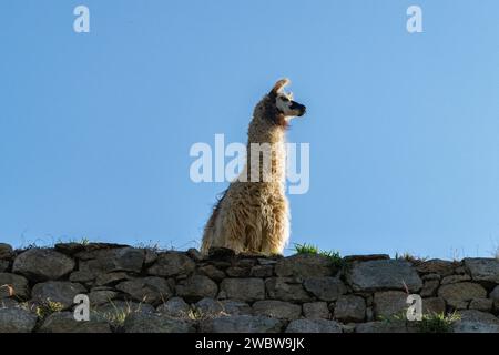 Ein Lama mit Blick auf die Ruinen der Machu Picchu Zitadelle im Heiligen Tal in Peru Stockfoto