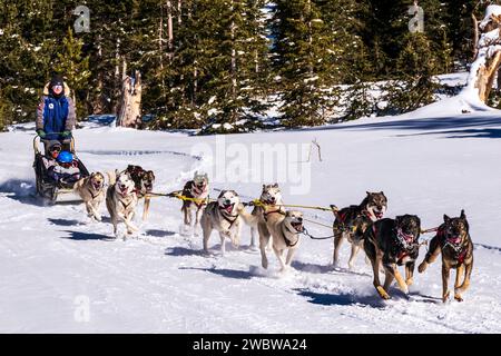 Musher-Frau; Vater und zwei Kinder Passagiere; Hundeschlittenteam in der Nähe des Monarch Pass; Rocky Mountains; Central Colorado; USA Stockfoto