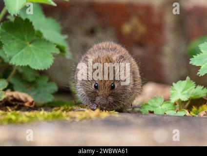 Ein winziger, niedlicher Bank Vole (Myodes glareolus), der sich von den Pflanzen und Blumen ernährt, die in den Rissen des Pflasters in einem ländlichen Garten wachsen. Suffolk. UK Stockfoto