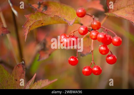 Viele rote Gelderrosen auf einem Zweig, Blick Ende September Stockfoto