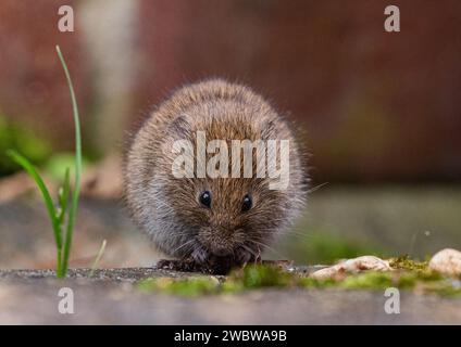 Ein winziger, niedlicher Bank Vole (Myodes glareolus), der sich von den Pflanzen und Blumen ernährt, die in den Rissen des Pflasters in einem ländlichen Garten wachsen. Suffolk. UK Stockfoto