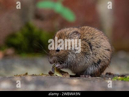 Ein winziger, niedlicher Bank Vole (Myodes glareolus), der sich von den Pflanzen und Blumen ernährt, die in den Rissen des Pflasters in einem ländlichen Garten wachsen. Suffolk. UK Stockfoto