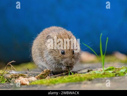 Ein winziger, niedlicher Bank Vole (Myodes glareolus), der sich von den Pflanzen und Blumen ernährt, die in den Rissen des Pflasters in einem ländlichen Garten wachsen. Suffolk. UK Stockfoto