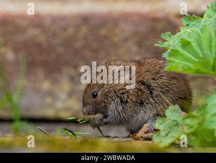 Ein winziger, niedlicher Bank Vole (Myodes glareolus), der sich von den Pflanzen und Blumen ernährt, die in den Rissen des Pflasters in einem ländlichen Garten wachsen. Suffolk. UK Stockfoto