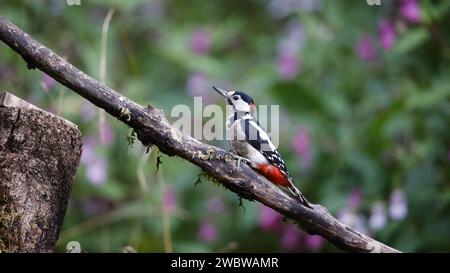 Toller Fleckenspecht, der im Wald fresst Stockfoto