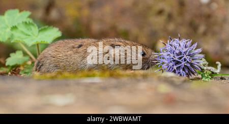 Ein winziger, niedlicher Bank Vole (Myodes glareolus), der die Pflanzen und Blumen riecht und knabbert, die in einem ländlichen Garten wachsen. Suffolk. UK Stockfoto