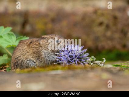 Ein winziger, niedlicher Bank Vole (Myodes glareolus), der die Pflanzen und Blumen riecht und knabbert, die in einem ländlichen Garten wachsen. Suffolk. UK Stockfoto