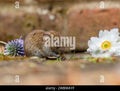 Ein winziger, niedlicher Bank Vole (Myodes glareolus), der an den Pflanzen und Blumen knabbert, die in den Rissen des Pflasters in einem ländlichen Garten wachsen. Suffolk. UK Stockfoto