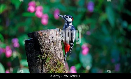 Toller Fleckenspecht, der im Wald fresst Stockfoto