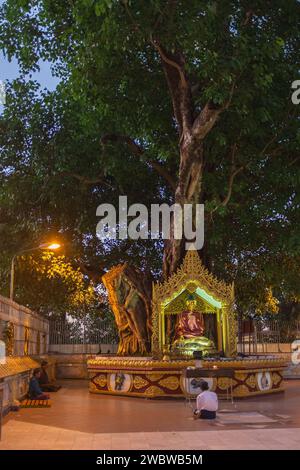 Rangun, Myanmar, 2014. Drei Männer meditieren bei Sonnenaufgang unter einem Banyan-Baum vor dem Schrein mit einem sitzenden Buddha-Bild an der Shwedagon-Pagode Stockfoto