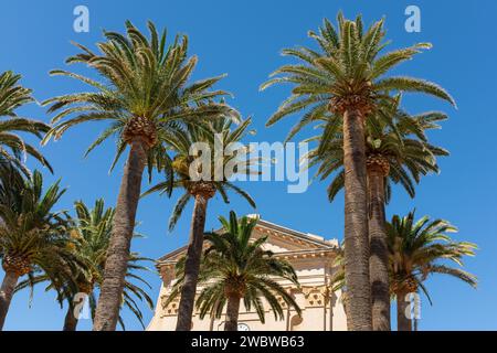 Ile Rousse, Korsika, 2017. Ein Klumpen hoher Dattelpalmen (Phoenix canariensis) vor der Immaculée Conception Church Stockfoto