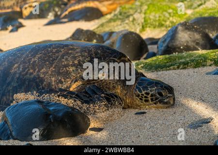 Die grüne Meeresschildkröte, Chelonia mydas, liegt am sonnenverwöhnten Sand des Ho’okipa Beach, einem Leuchtturm des Meeresschutzes. Stockfoto