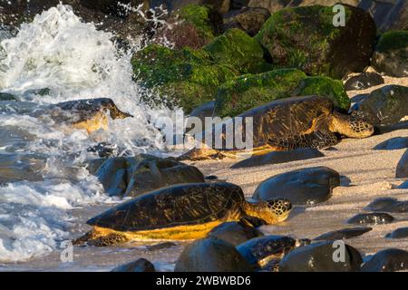 Grüne Meeresschildkröten sonnen sich auf den sonnenverwöhnten Felsen des Ho’okipa Beach, einer Oase für Meereslebewesen und Naturschutzbemühungen. Stockfoto