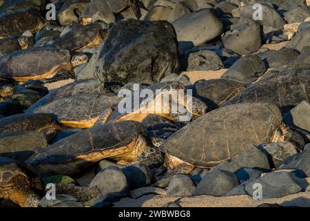 Ansammlung grüner Meeresschildkröten, Chelonia mydas, erwärmt sich am felsigen Ufer des Ho’okipa Beach. Stockfoto