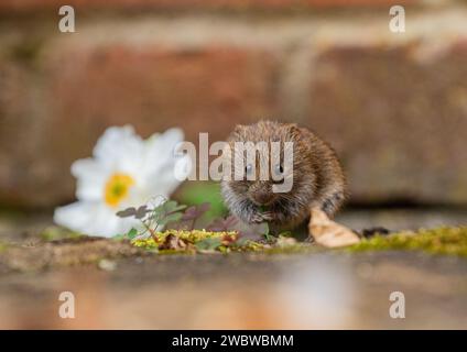 Eine winzige, niedliche Bank Vole (Myodes glareolus), die aus den Pflanzen und Blumen hervorblickt, die in den Rissen des Pflasters in einem ländlichen Garten wachsen. Suffolk. UK Stockfoto