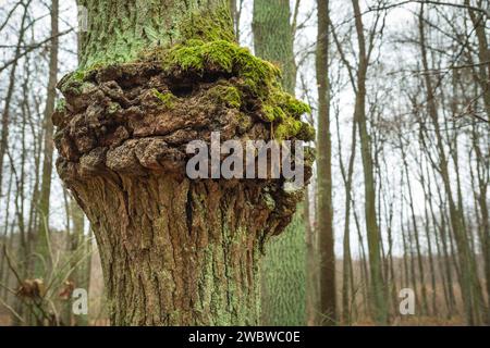 Großes Wachstum am Stamm, Baumrindenkrankheit, Herbstansicht Stockfoto