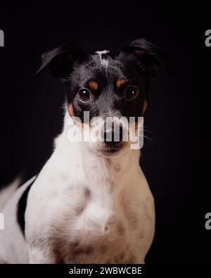 jack Russell Terreirs Stockfoto