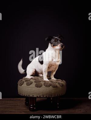 jack Russell Terreirs Stockfoto