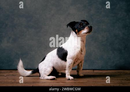 jack Russell Terreirs Stockfoto