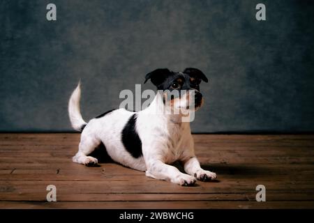 jack Russell Terreirs Stockfoto