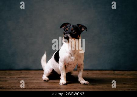 jack Russell Terreirs Stockfoto