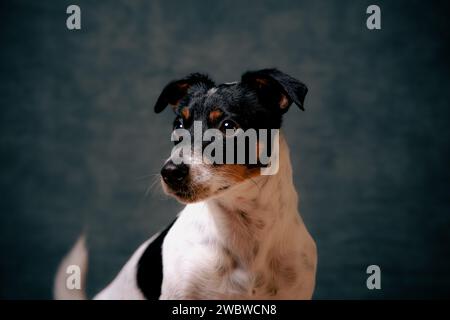 jack Russell Terreirs Stockfoto