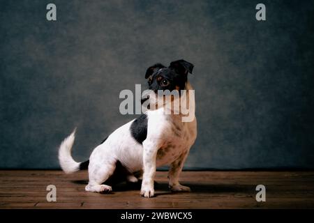 jack Russell Terreirs Stockfoto