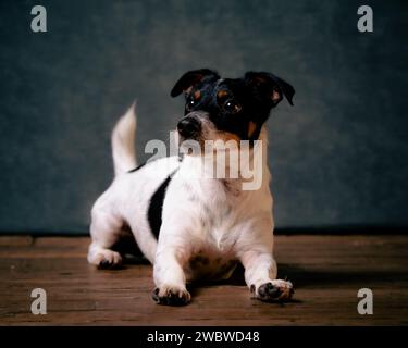 jack Russell Terreirs Stockfoto