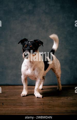 jack Russell Terreirs Stockfoto