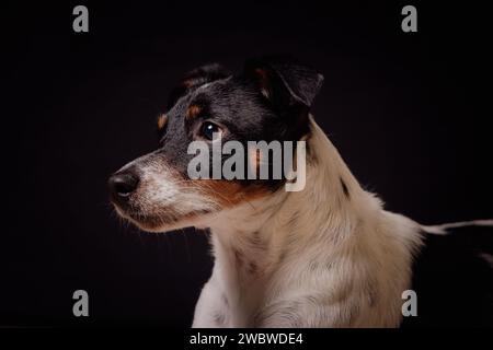 jack Russell Terreirs Stockfoto