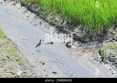 Ein Blick auf einen Rotwattling Kippervogel (Vanellus indicus), der in einem kleinen, fließenden Bach in der Mitte eines Reisfeldes auf einem Su läuft Stockfoto