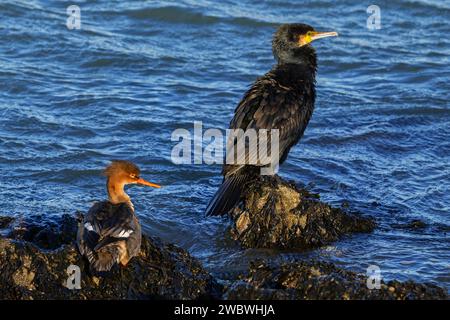 Rotbrust Merganser (Mergus serrator) Weibchen und Kormoran (Phalacrocorax carbo), die im Winter auf Felsen entlang der Nordseeküste ruhen Stockfoto