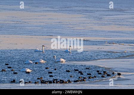 Eurasische Hähnchen (Fulica atra) und stumme Schwäne (Cygnus olor) ruhen und fressen im Wachs / Eisloch / brechen im Eis im gefrorenen See im Winter bei Sonnenuntergang Stockfoto