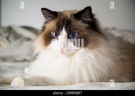 Schöne junge, weiße reinrassige Ragdoll-Katze mit blauen Augen, auf dem Bett zu Hause. Stockfoto