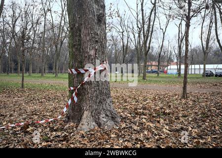 Gestreiftes Klebeband auf einem Baum in einem Park im Herbst Stockfoto